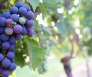 close-up-photo-of-grape-fruit-197907
